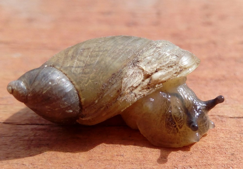 Битиния щупальцевая Bithynia tentaculata