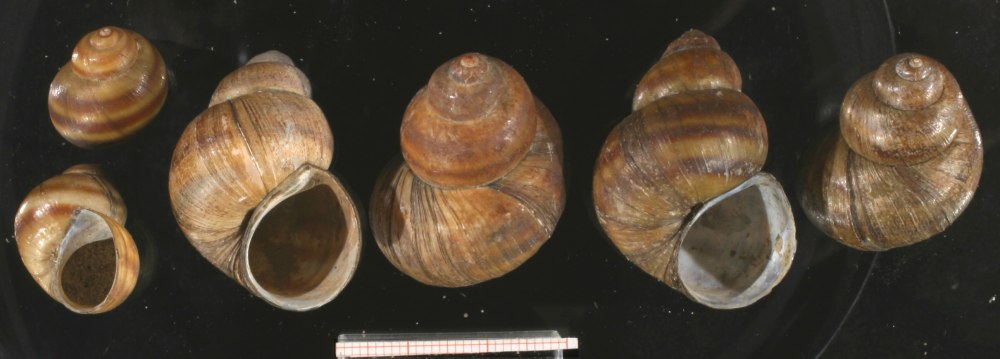 Lithoglyphus naticoides