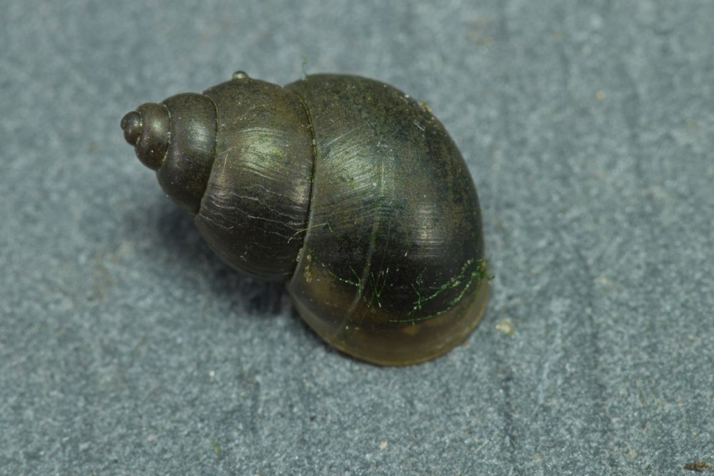 Bithynia leachi