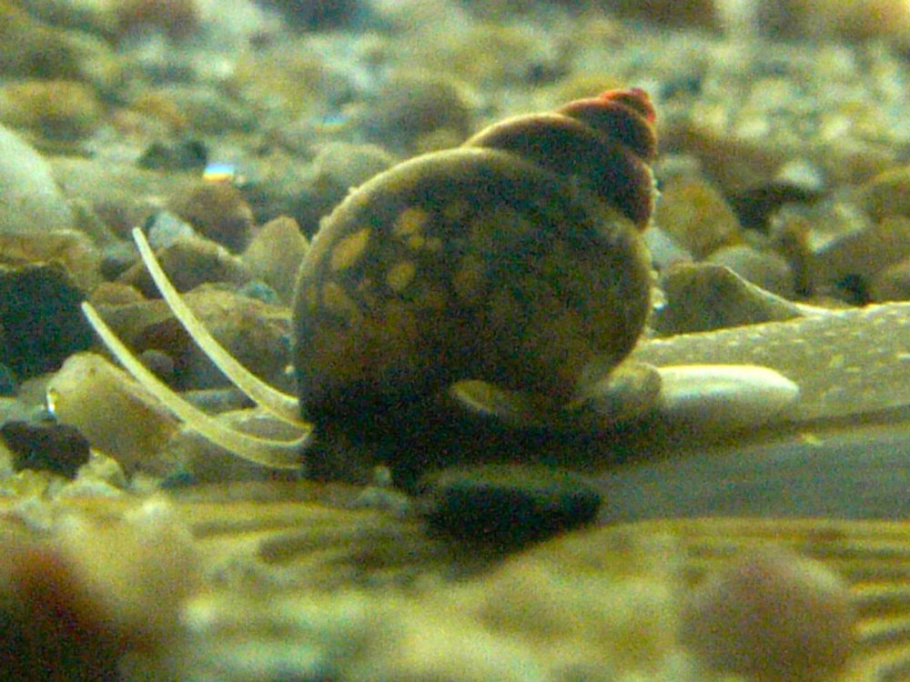 Bithynia улитка