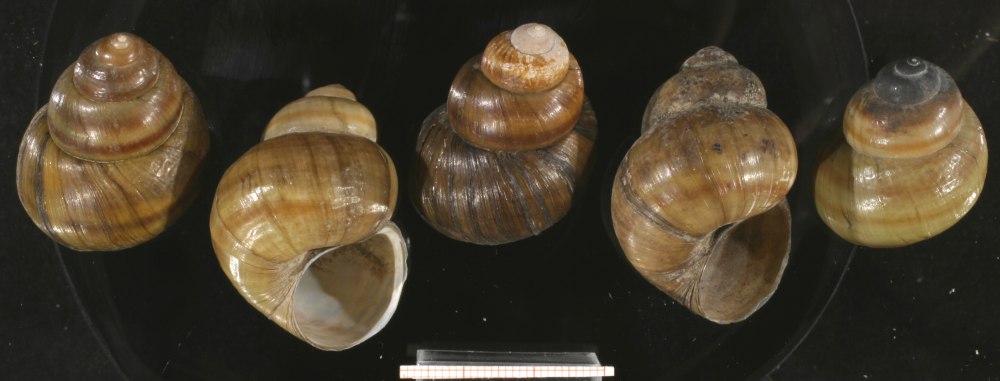 Viviparus Diluvianus
