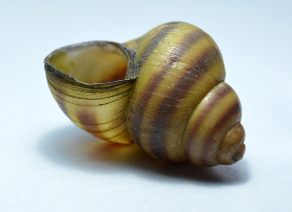 ЖИВОРОДКА Речная viviparus viviparus
