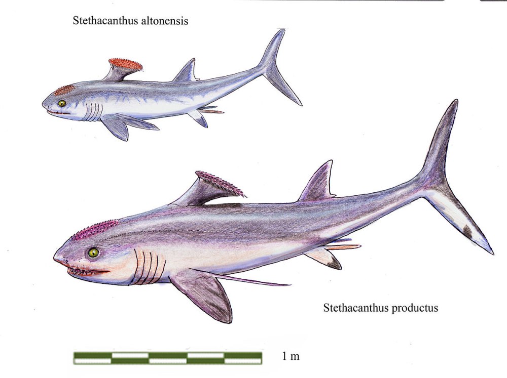 Стетекантов (Stethacanthus),