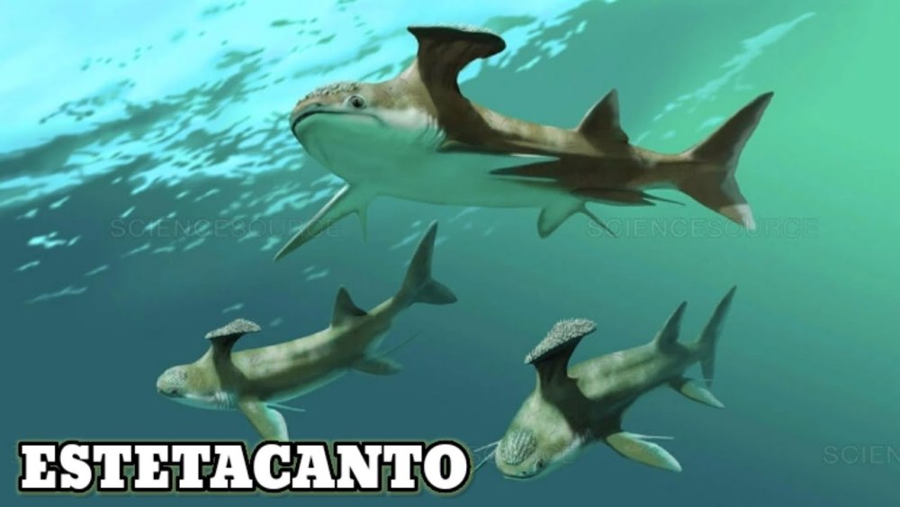 Стетекантов (Stethacanthus),