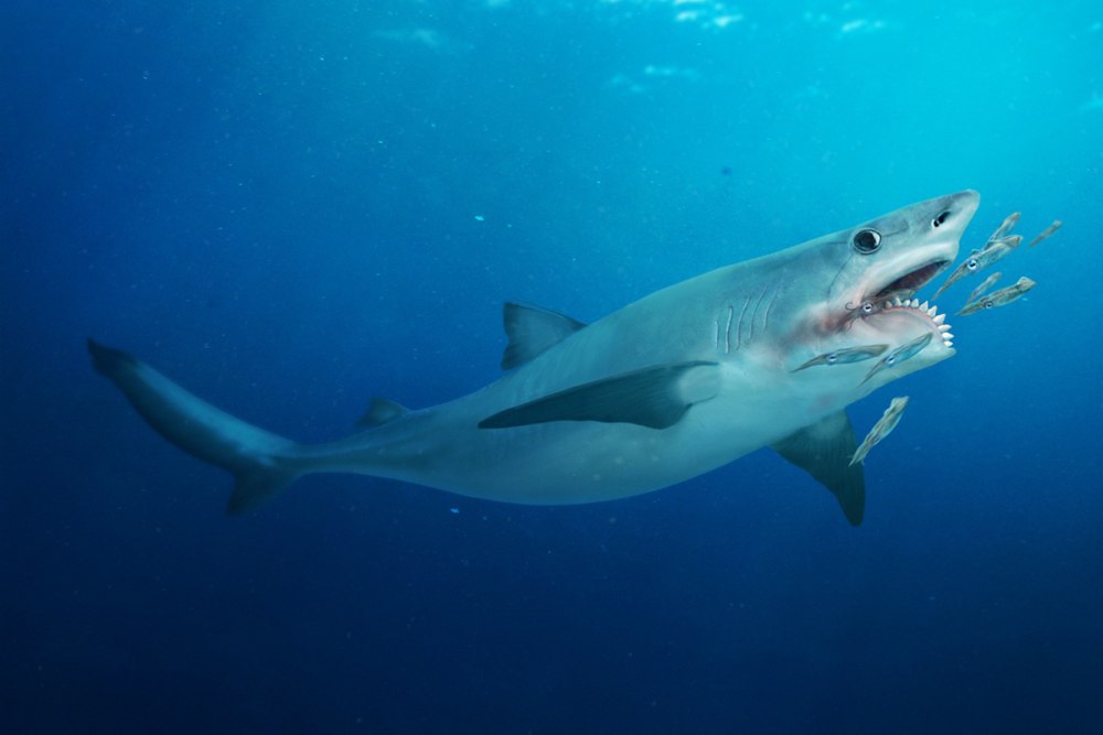 Helicoprion акула
