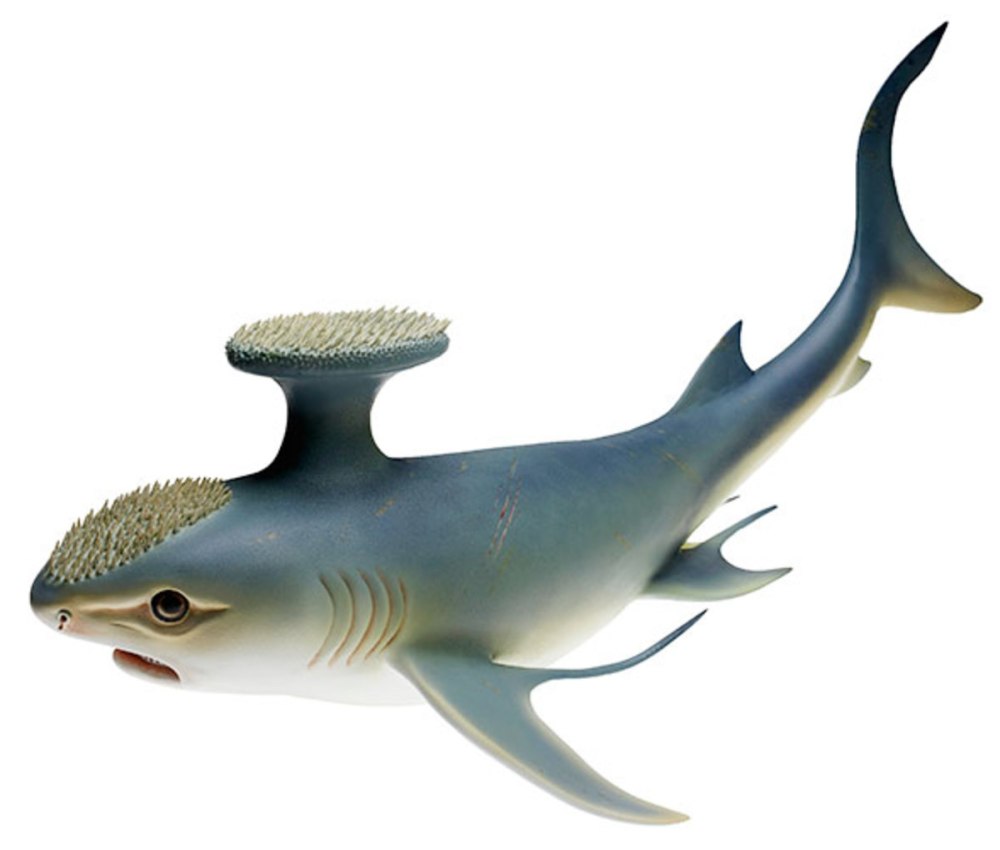 Стетекантов (Stethacanthus),