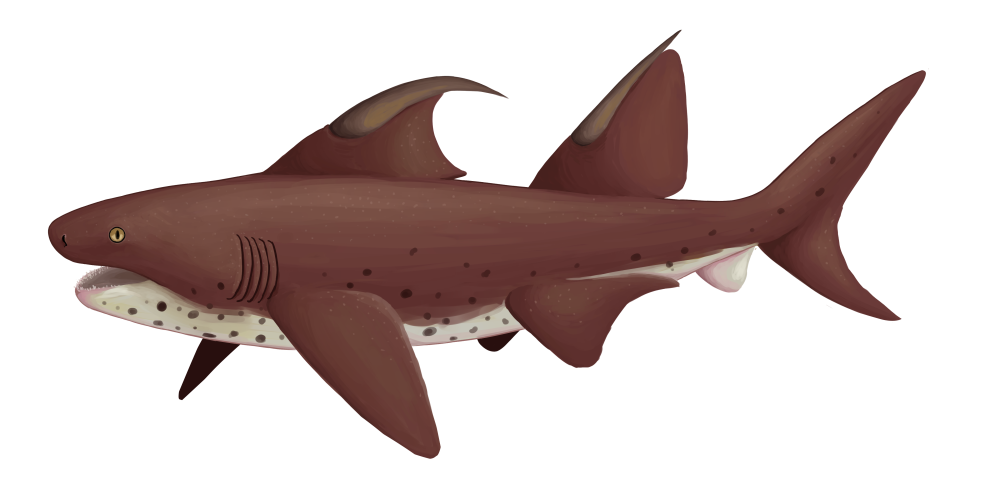 Dracopristis hoffmanorum