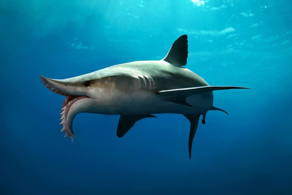 Edestus giganteus