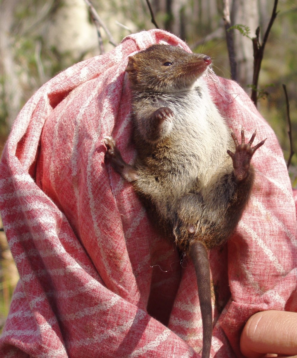 Antechinus stuartii
