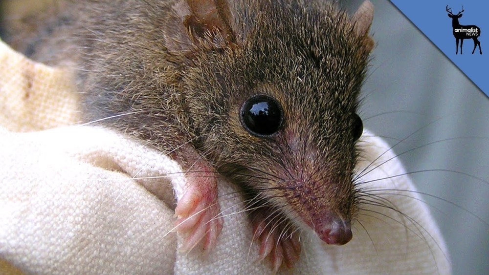 Antechinus Agilis