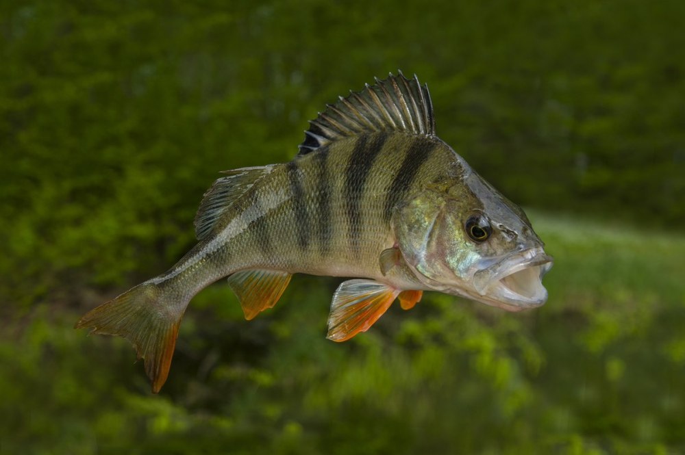 Окунь perca fluviatilis