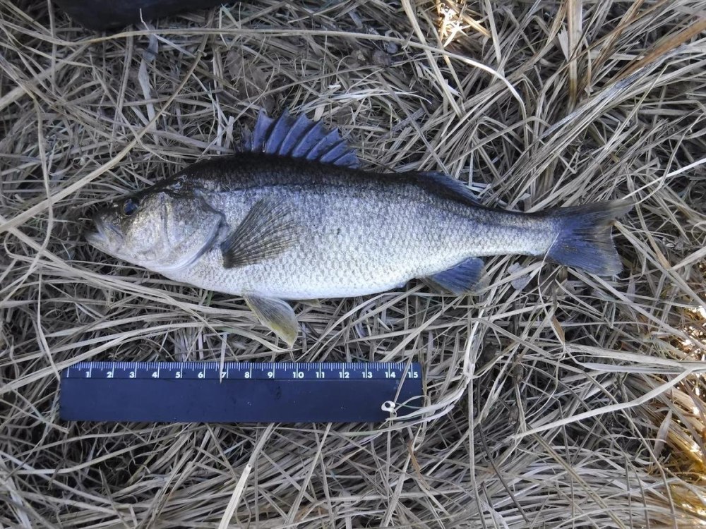 Perca schrenkii окунь