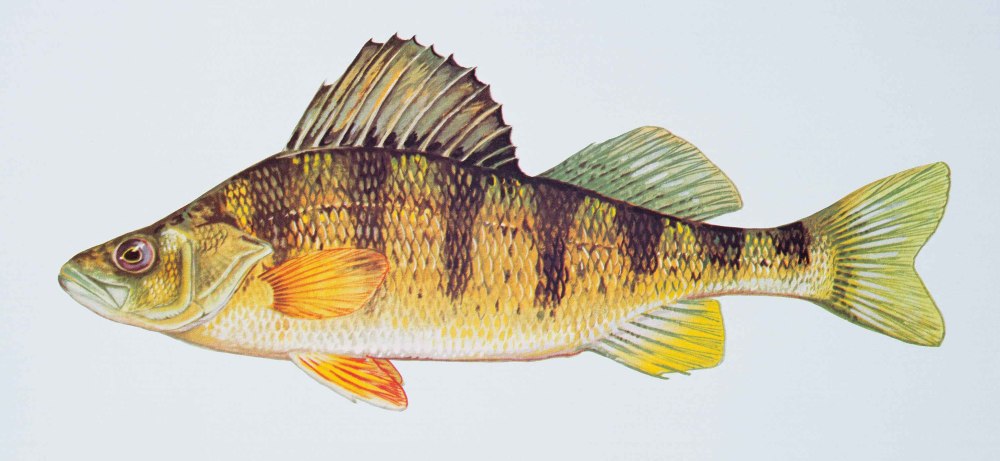 Окунь perca fluviatilis