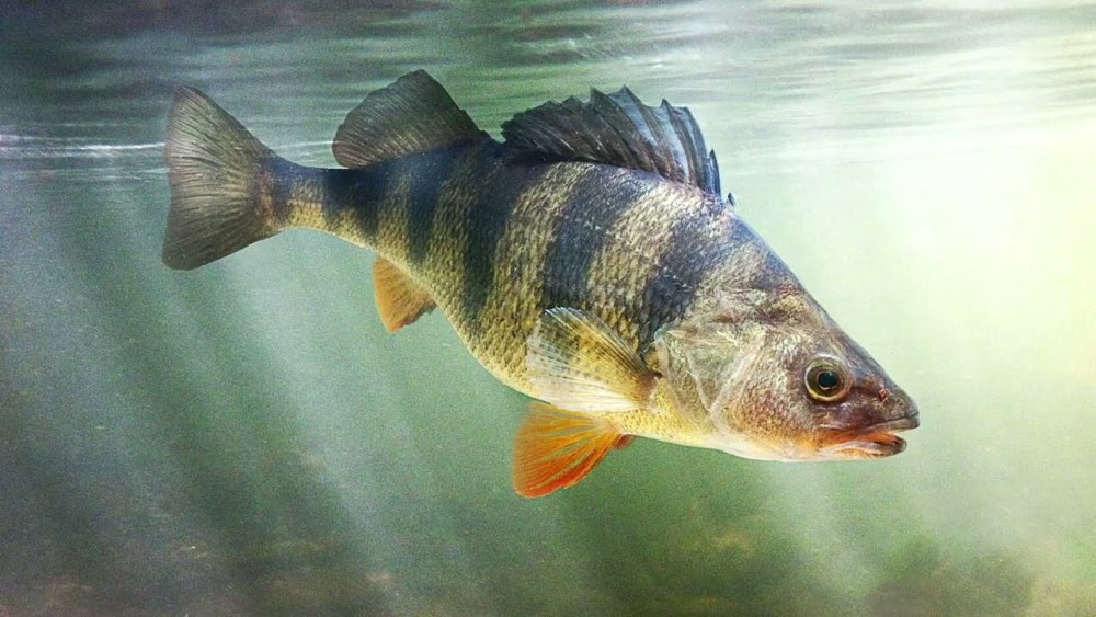 Окунь perca fluviatilis