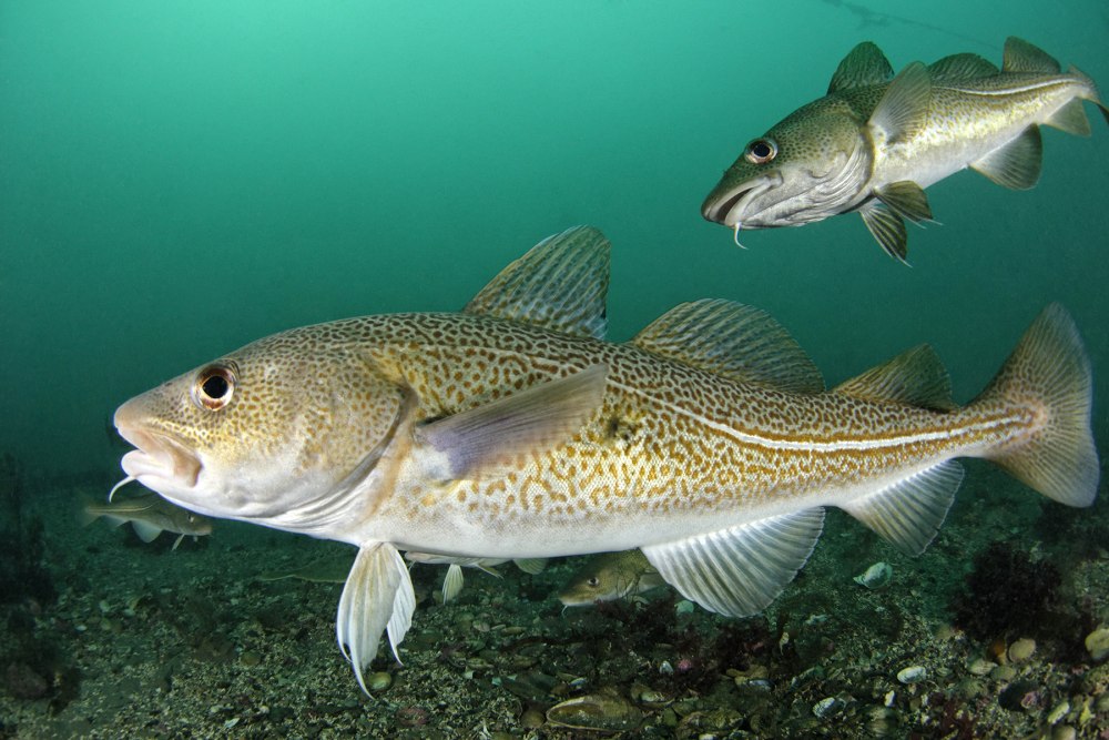 Атлантическая треска (gadus morhua)