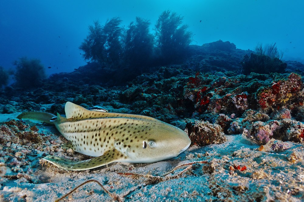 Рыбка Maldives Liveaboard