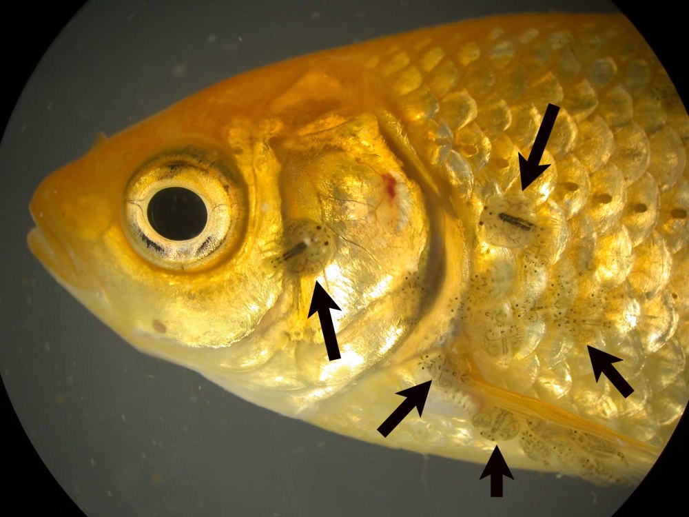 Argulus foliaceus