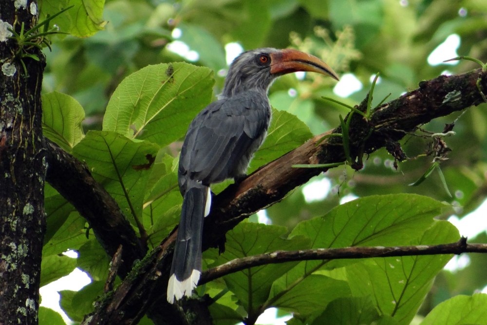 Indian Grey Hornbill
