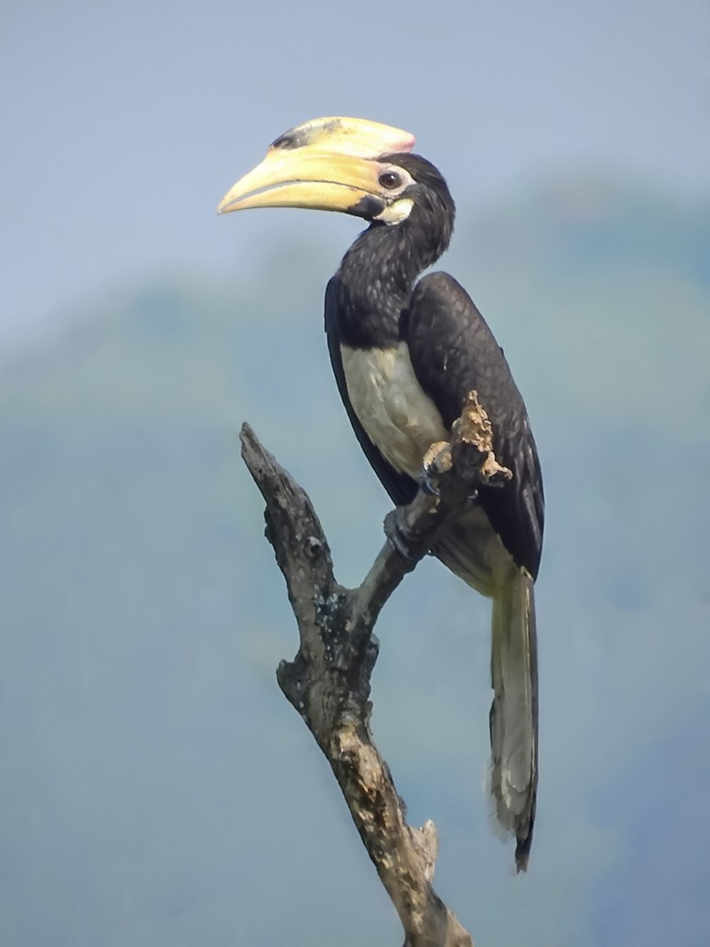 Anthracoceros coronatus