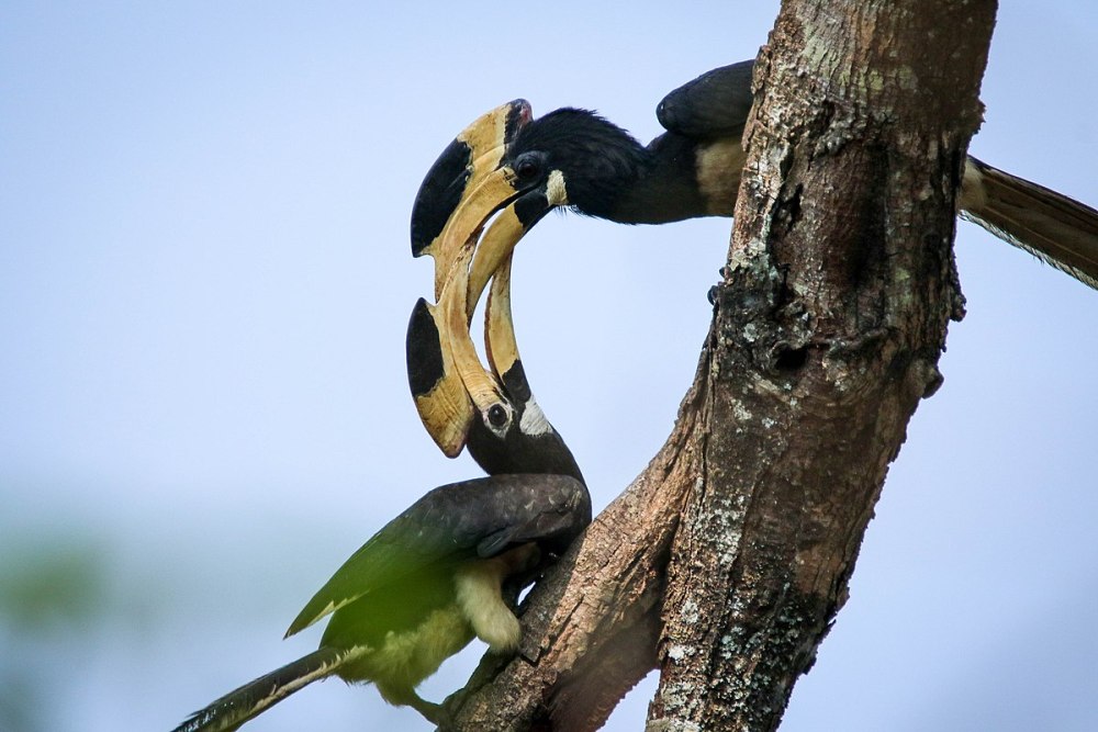 Anthracoceros coronatus