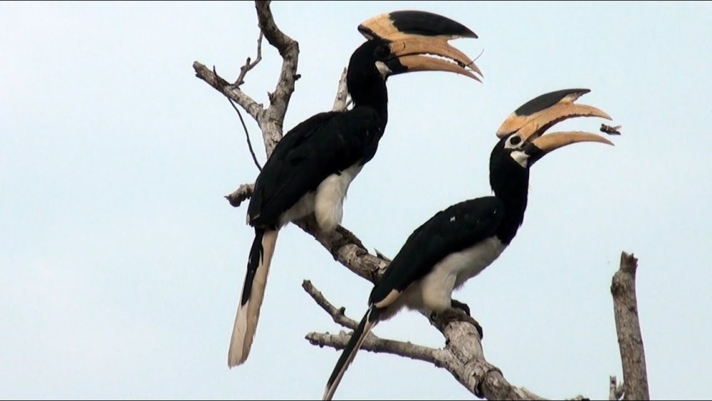 Anthracoceros coronatus