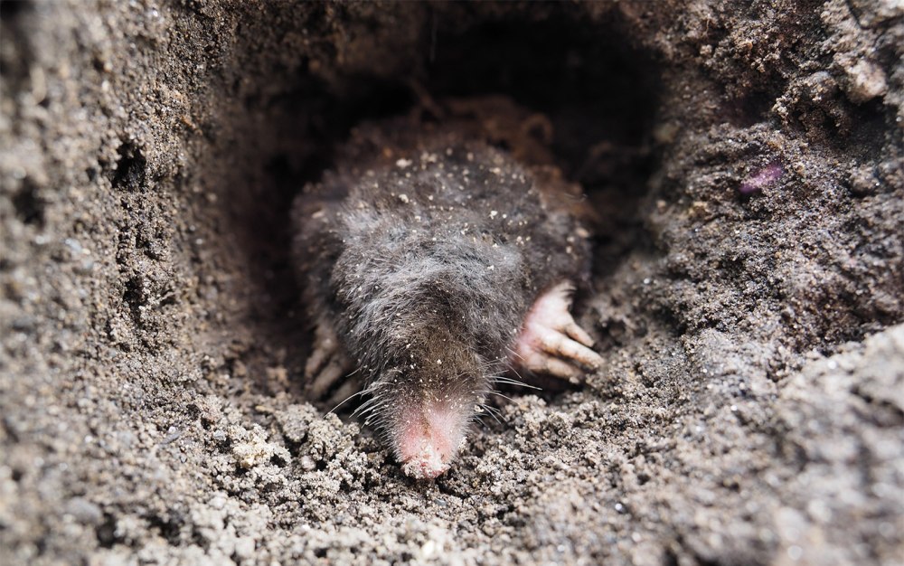 Слепыш норки