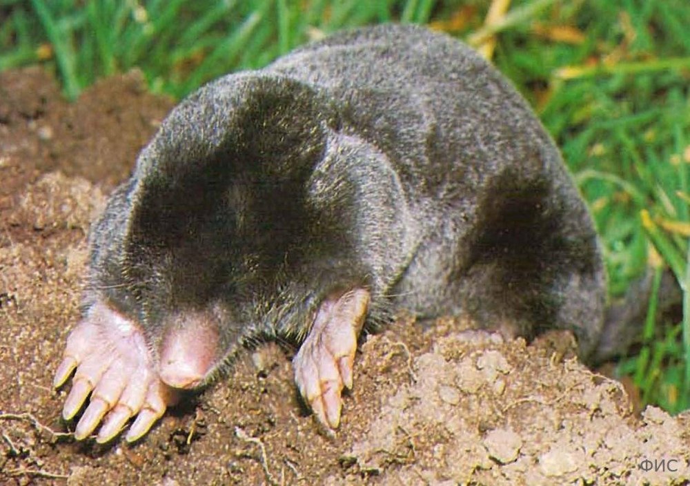 Крот обыкновенный