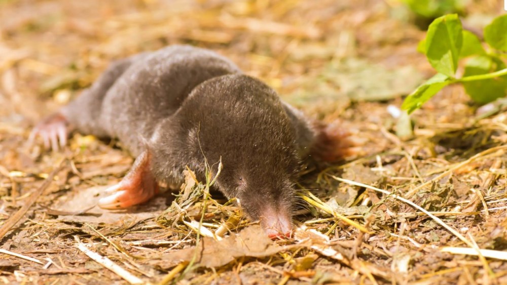 Сибирский Крот (talpa altaica)