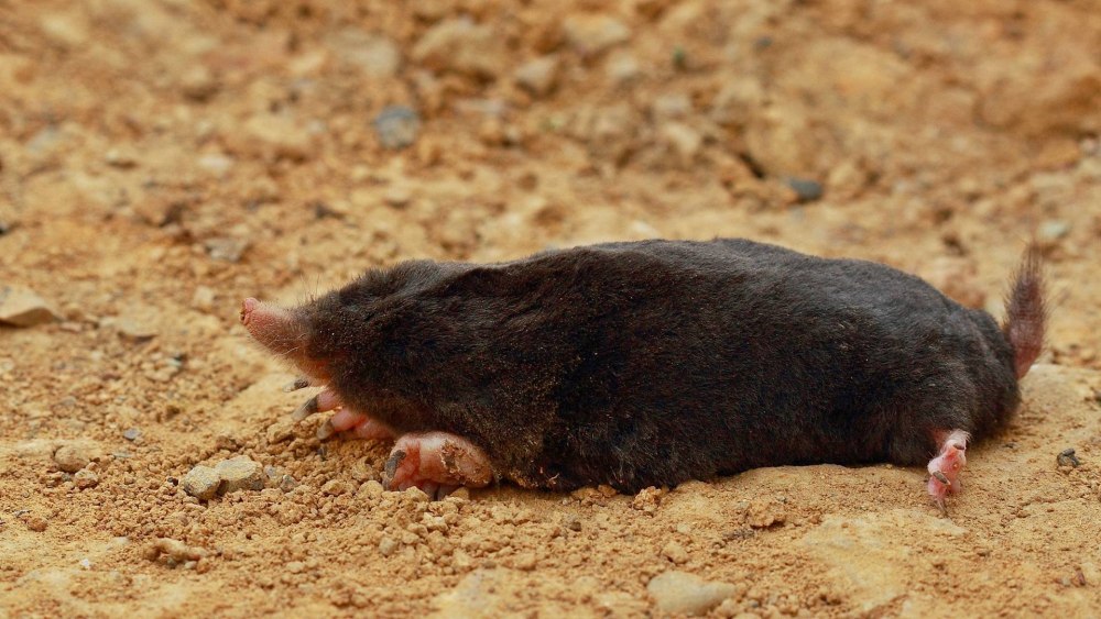 Американский землеройковый Крот