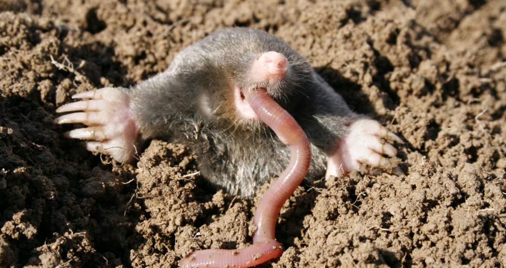 Землеройка слепыш