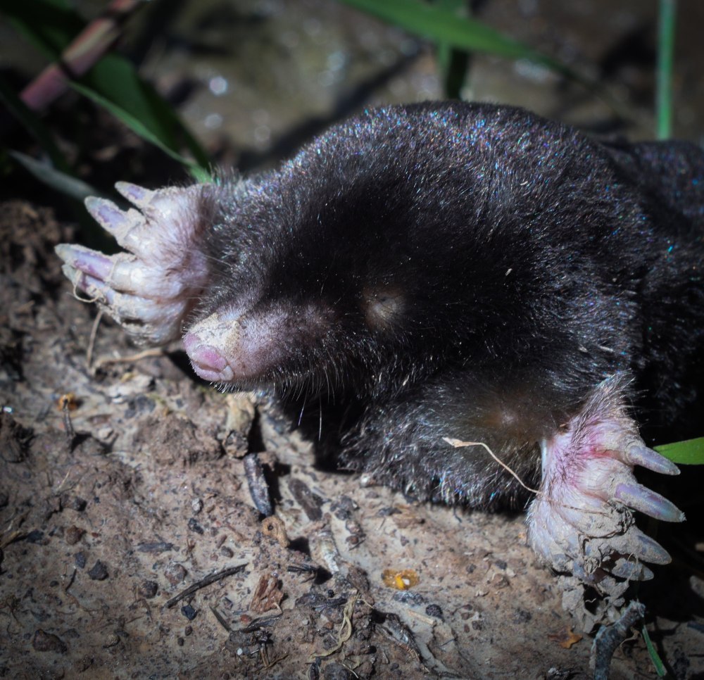 Крот обыкновенный зубы