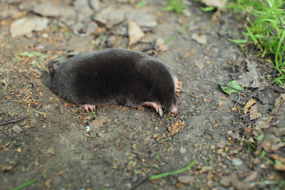 Сибирский Крот (talpa altaica)