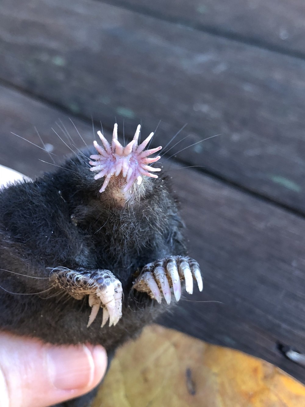 Крот-звездонос (звездорыл)