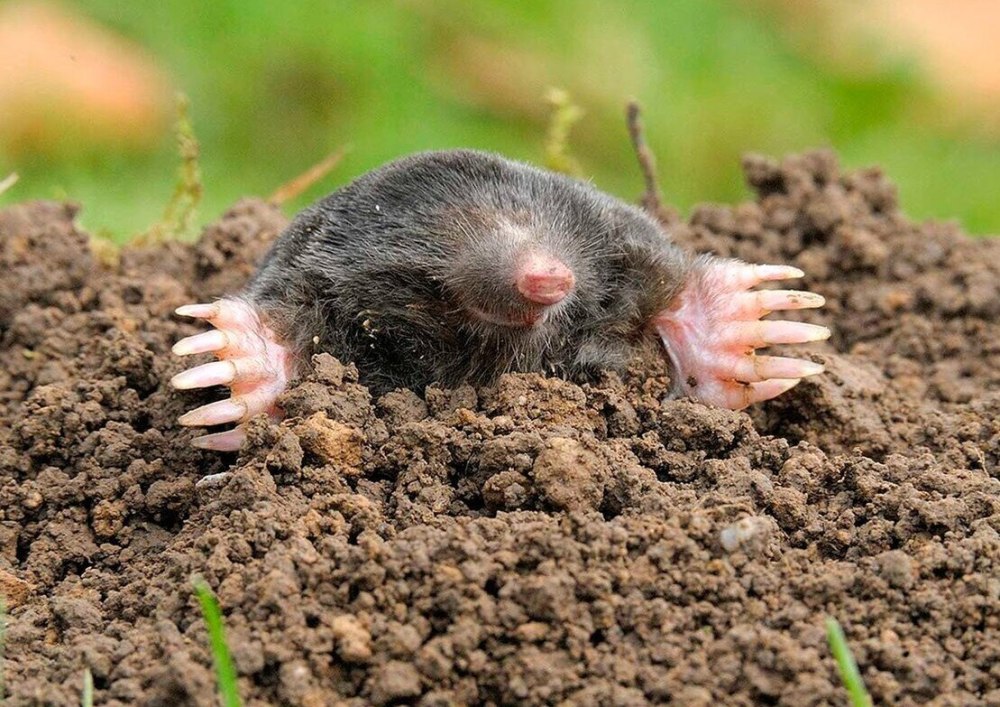 Насекомоядные Крот