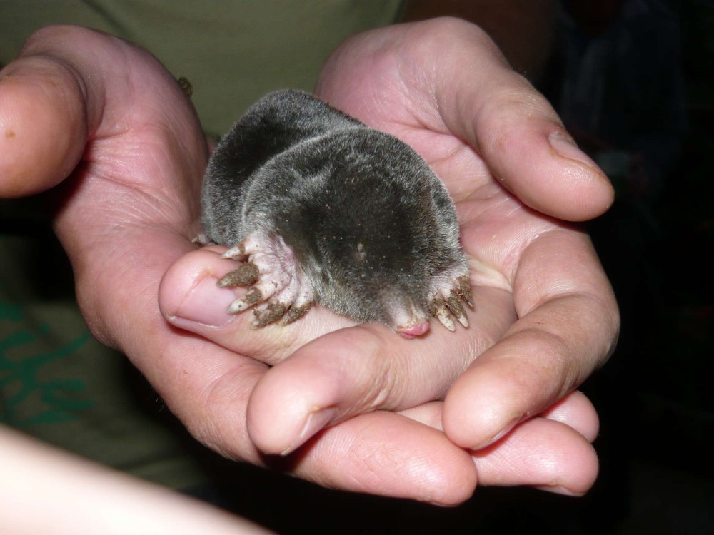 Маленький Крот