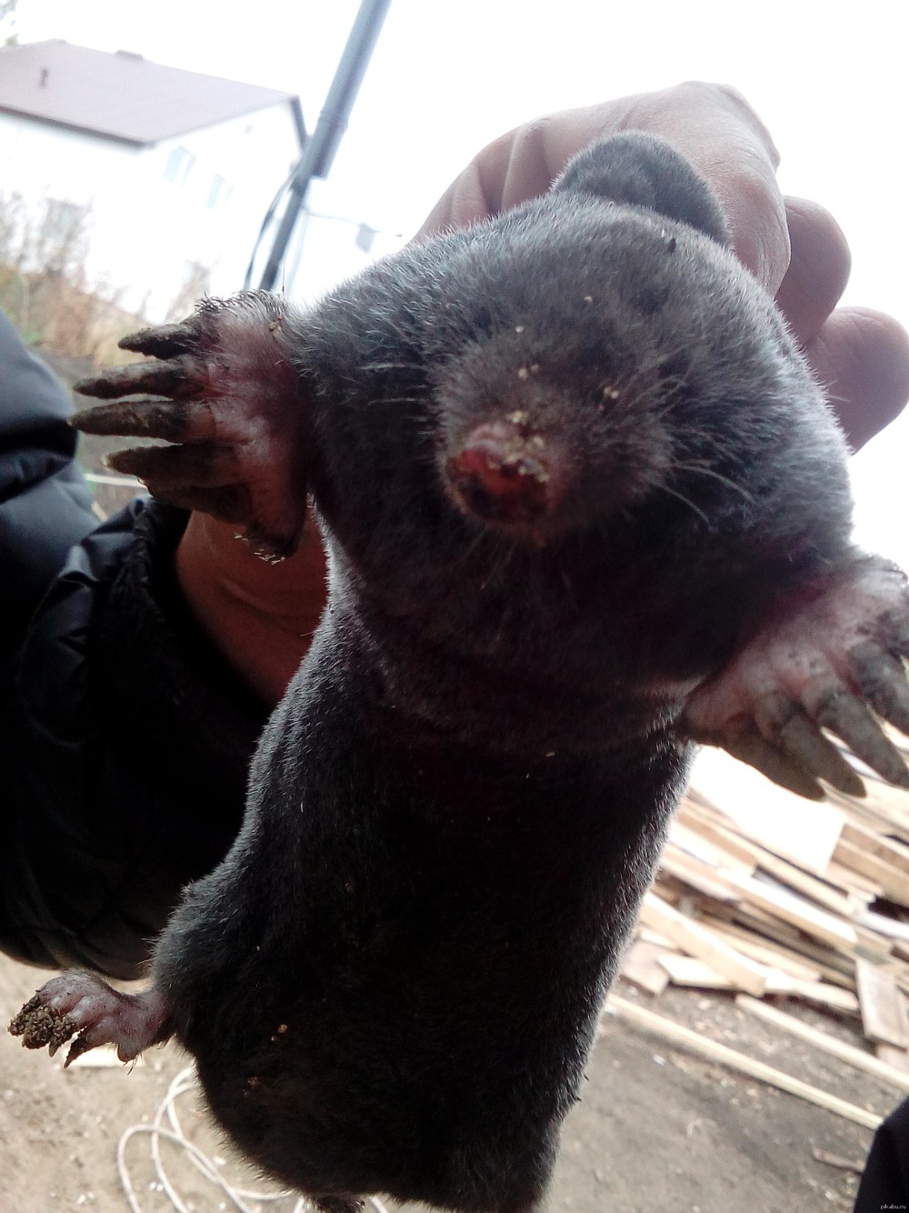 Самый большой Крот