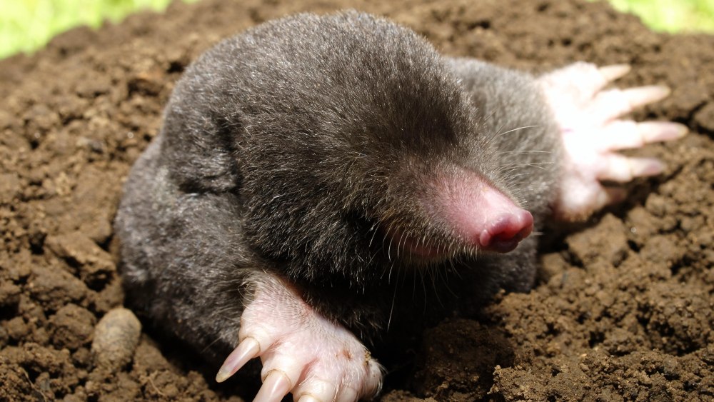Крот рыхлит землю