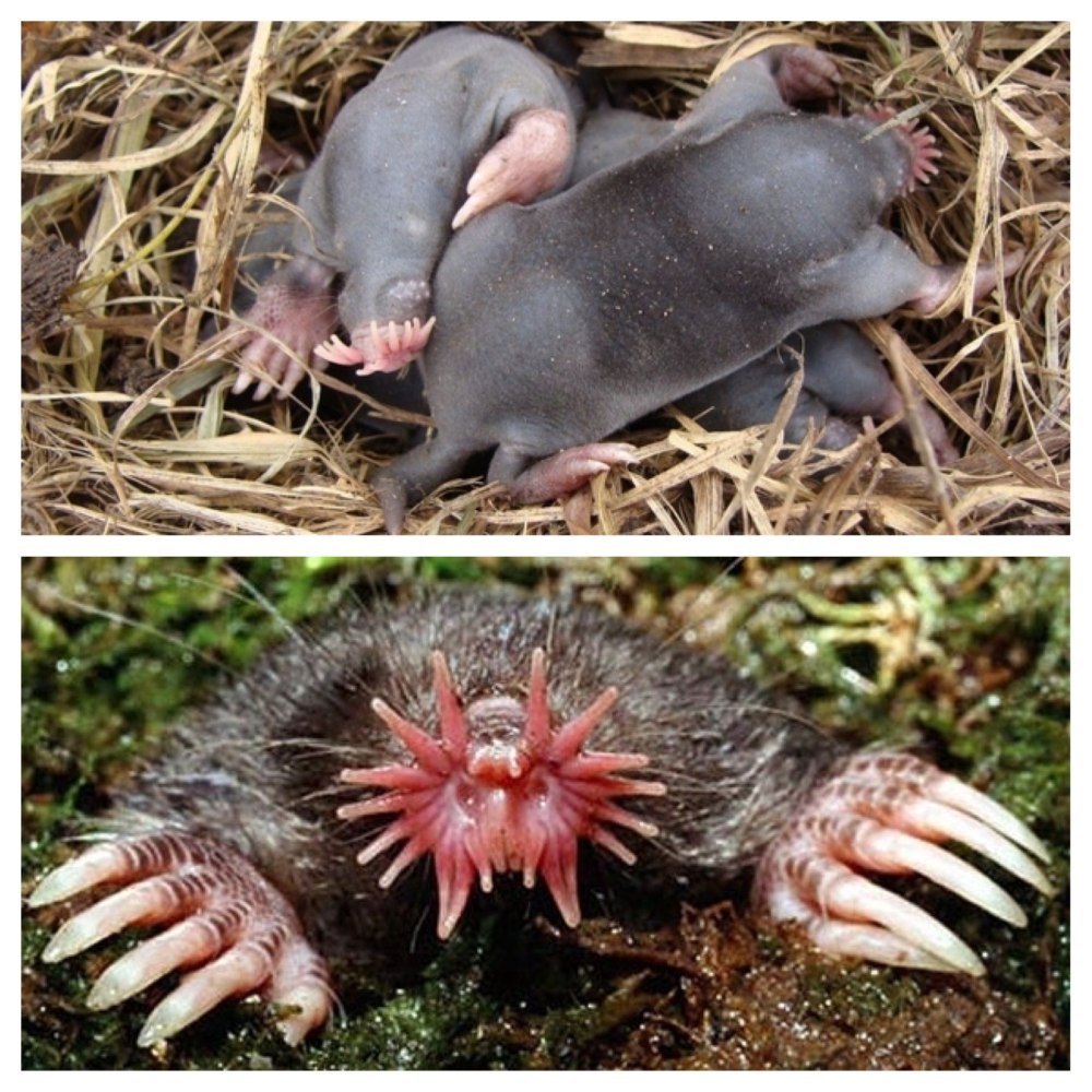 Насекомоядные Крот