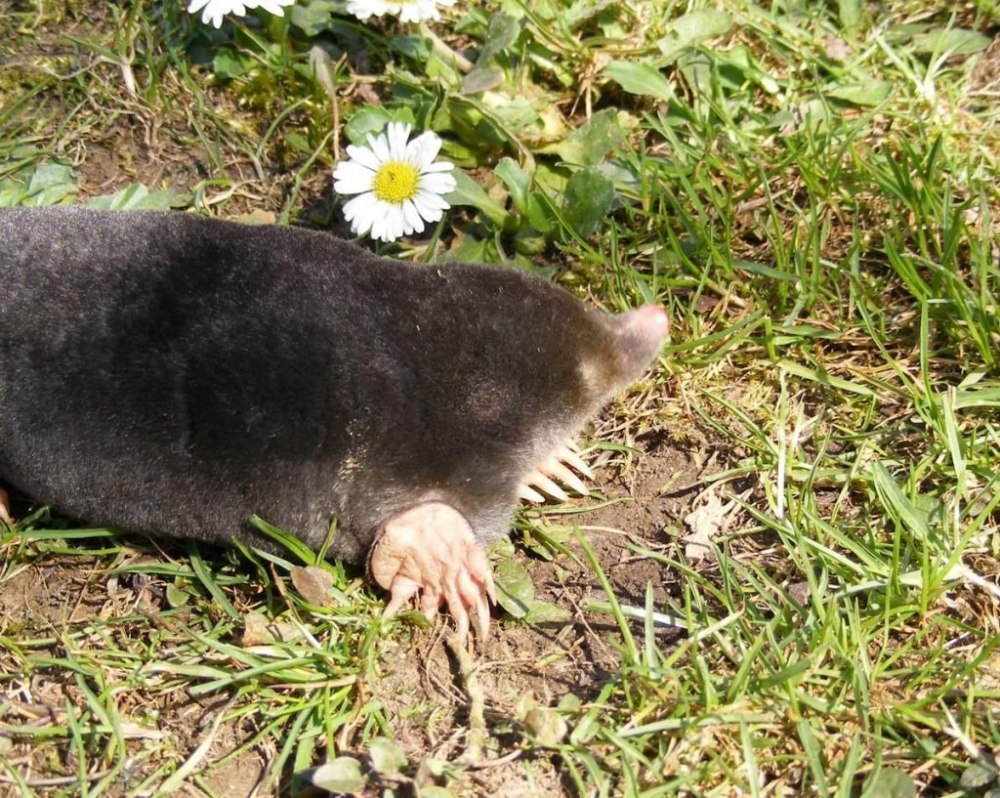 Крот обыкновенный (talpa europaea)
