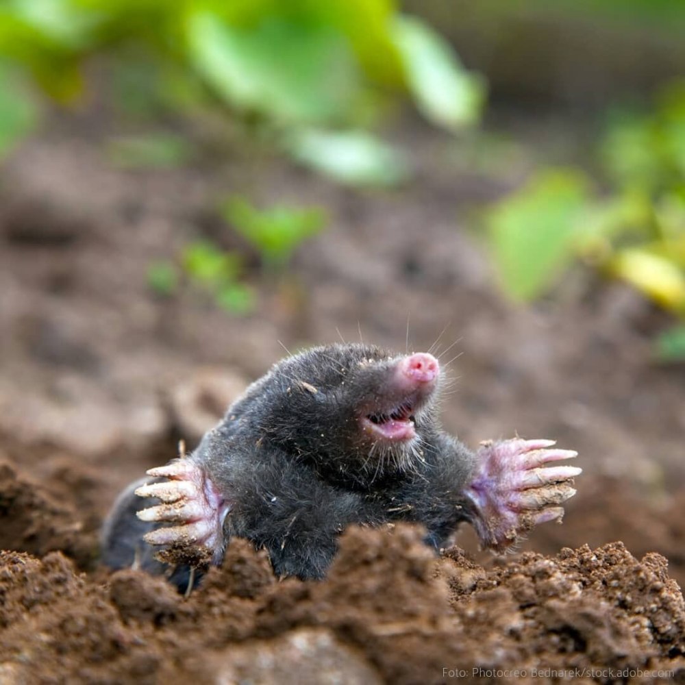 Американский землеройковый Крот