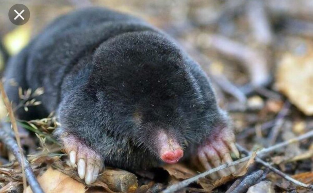 Крот Европейский обыкновенный