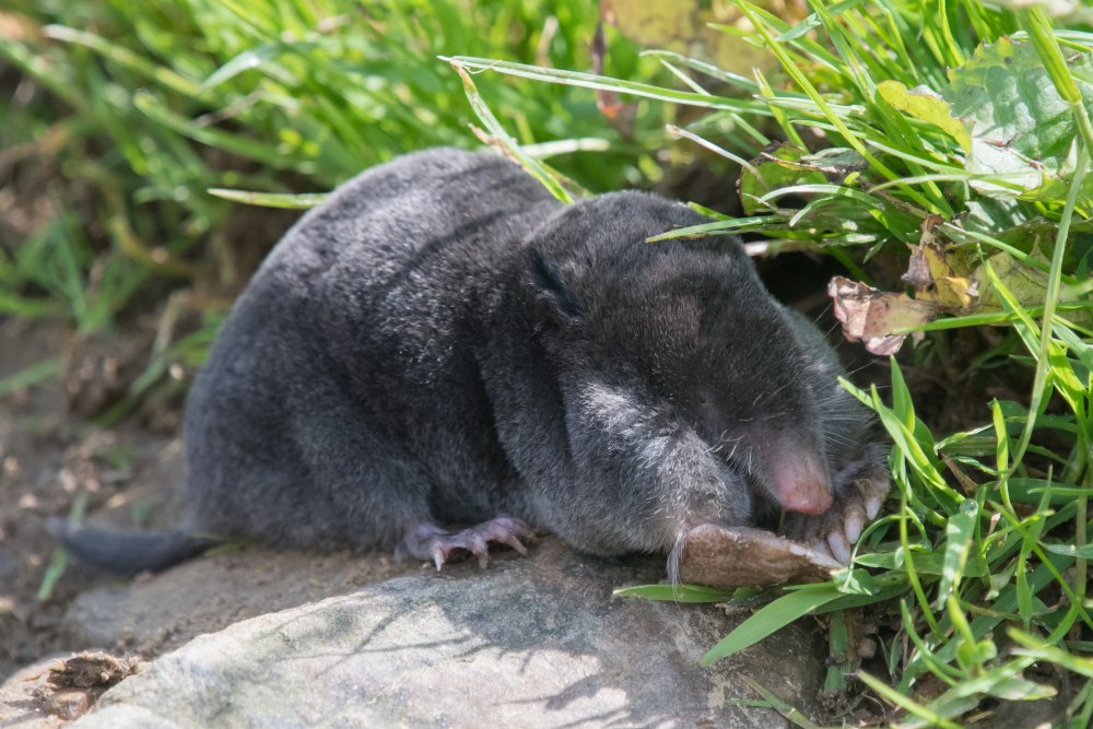 Цвет европейского крота