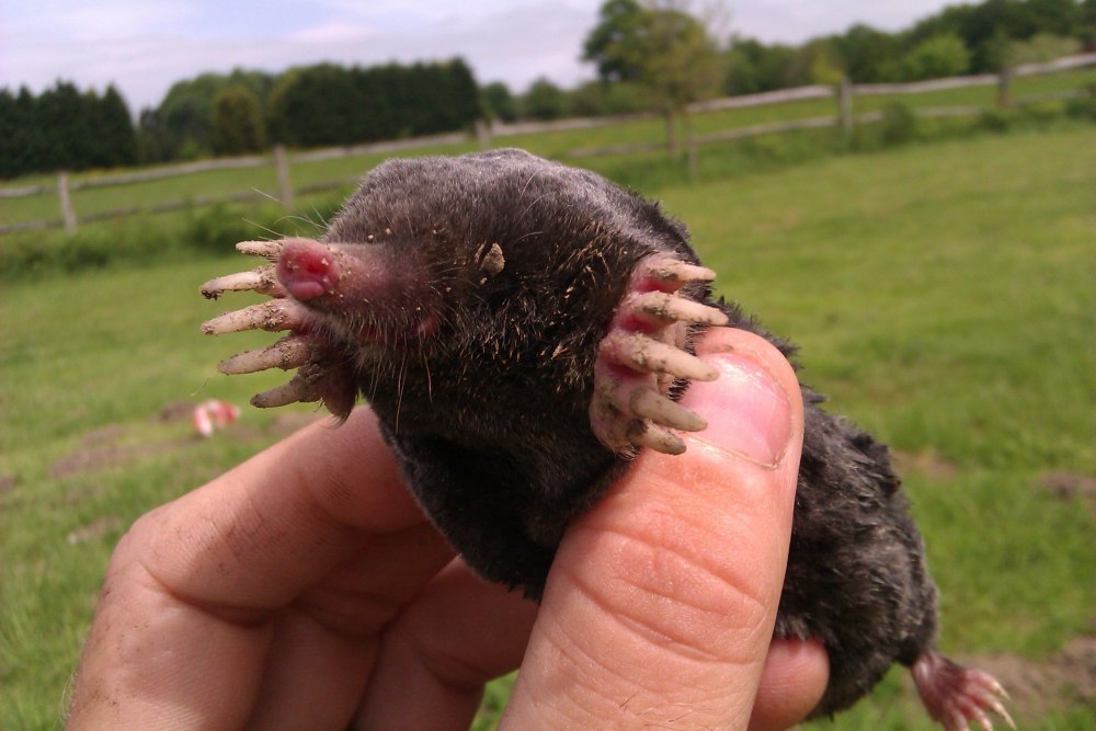 Крот Размеры