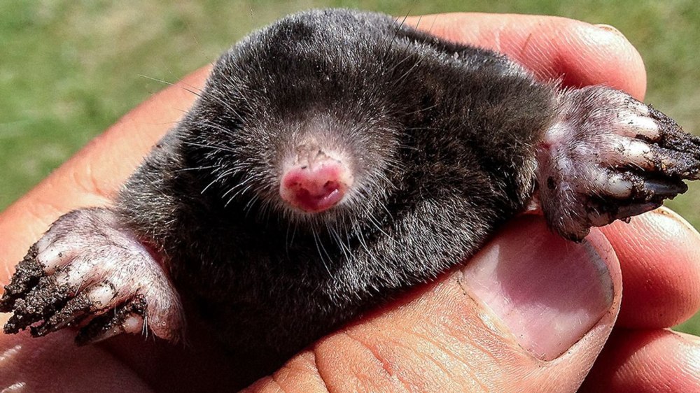 Крот землеройка слепыш