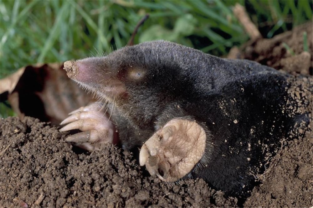 Крот Луговой