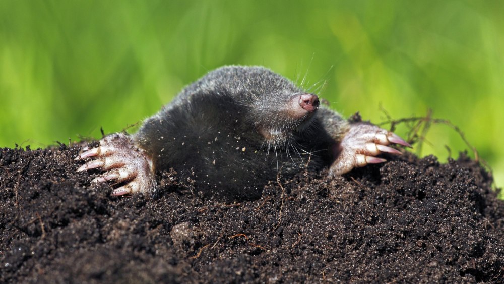 Настоящий Крот