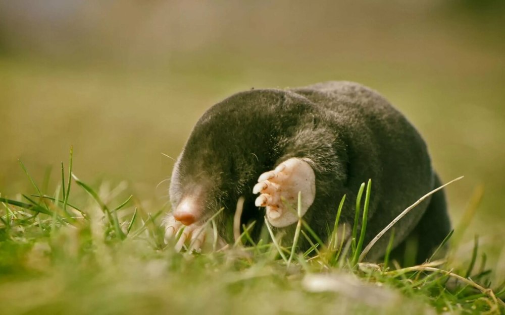 Крот землеройка слепыш