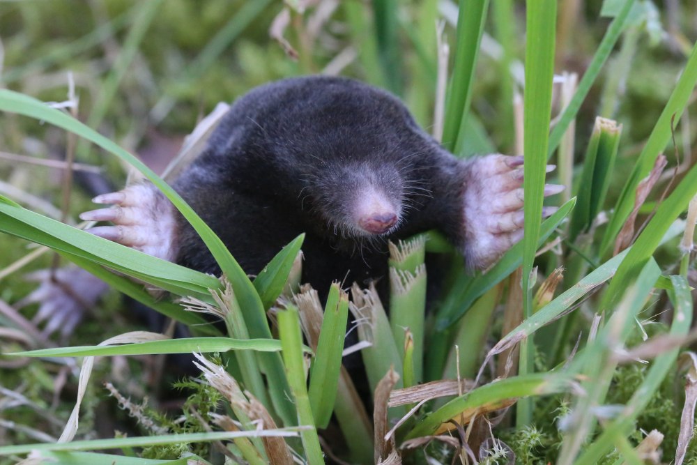 Крот обыкновенный (talpa europaea)