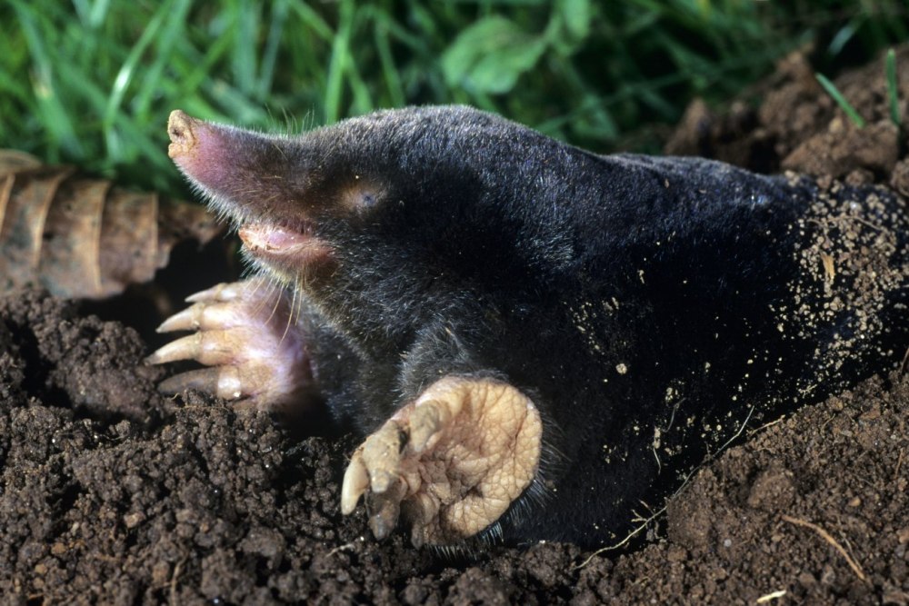 Крот обыкновенный