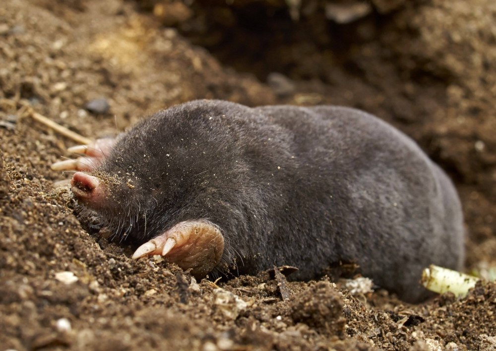Mole jpg